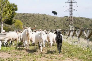 В Испании для борьбы с пожарами привлекли мелкий скот